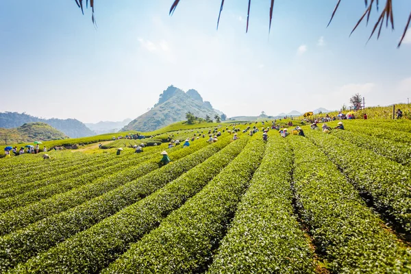 Mocchau dağları, Vietnam: Moc Chau çay tepesi, Moc Chau köyü. Çay Asya 'da geleneksel bir içecektir.