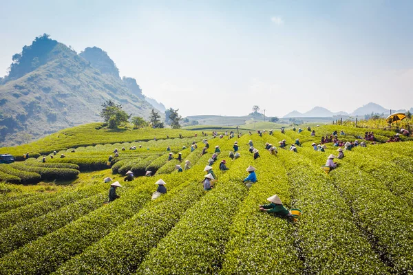 Mocchau dağları, Vietnam: Moc Chau çay tepesi, Moc Chau köyü. Çay Asya 'da geleneksel bir içecektir.