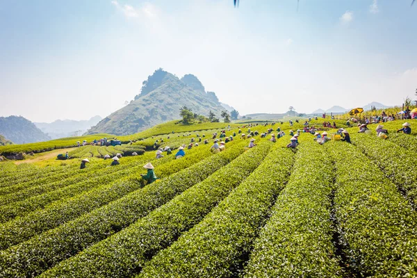 Mocchau dağları, Vietnam: Moc Chau çay tepesi, Moc Chau köyü. Çay Asya 'da geleneksel bir içecektir.