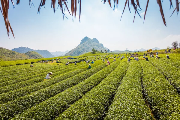 Mocchau dağları, Vietnam: Moc Chau çay tepesi, Moc Chau köyü. Çay Asya 'da geleneksel bir içecektir.