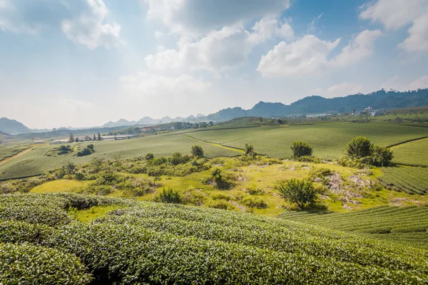Mocchau dağları, Vietnam: Moc Chau çay tepesi, Moc Chau köyü. Çay Asya 'da geleneksel bir içecektir.