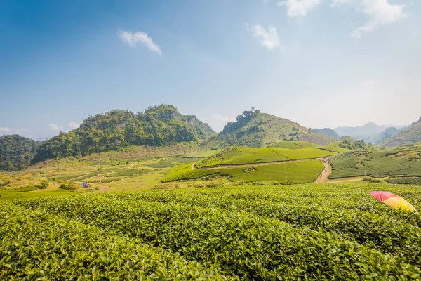 Mocchau dağları, Vietnam: Moc Chau çay tepesi, Moc Chau köyü. Çay Asya 'da geleneksel bir içecektir.