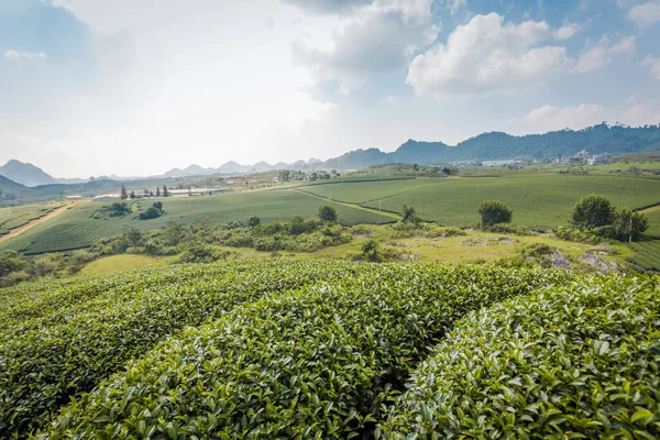 Mocchau dağları, Vietnam: Moc Chau çay tepesi, Moc Chau köyü. Çay Asya 'da geleneksel bir içecektir.