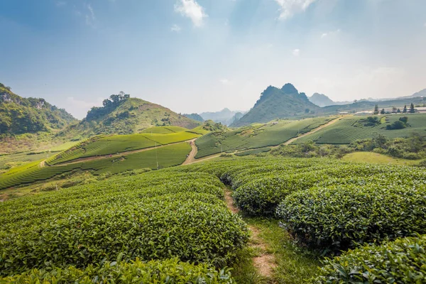 Mocchau dağları, Vietnam: Moc Chau çay tepesi, Moc Chau köyü. Çay Asya 'da geleneksel bir içecektir.