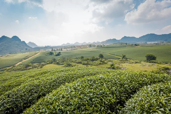 Mocchau dağları, Vietnam: Moc Chau çay tepesi, Moc Chau köyü. Çay Asya 'da geleneksel bir içecektir.