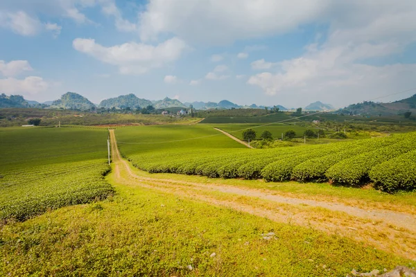 Mocchau dağları, Vietnam: Moc Chau çay tepesi, Moc Chau köyü. Çay Asya 'da geleneksel bir içecektir.