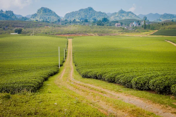 Mocchau dağları, Vietnam: Moc Chau çay tepesi, Moc Chau köyü. Çay Asya 'da geleneksel bir içecektir.