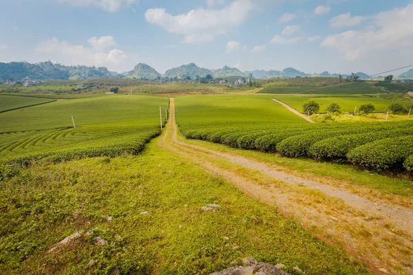Mocchau dağları, Vietnam: Moc Chau çay tepesi, Moc Chau köyü. Çay Asya 'da geleneksel bir içecektir.