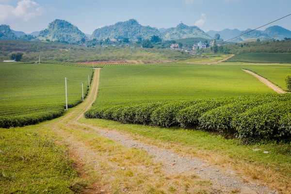 Mocchau dağları, Vietnam: Moc Chau çay tepesi, Moc Chau köyü. Çay Asya 'da geleneksel bir içecektir.