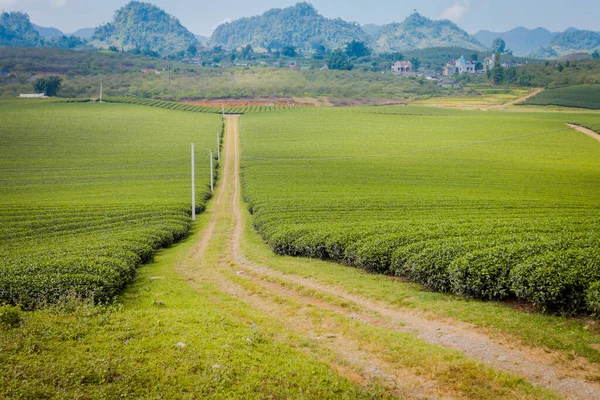 Mocchau dağları, Vietnam: Moc Chau çay tepesi, Moc Chau köyü. Çay Asya 'da geleneksel bir içecektir.