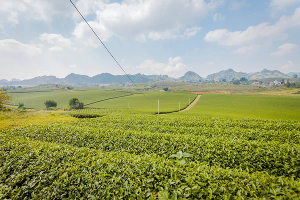 Mocchau dağları, Vietnam: Moc Chau çay tepesi, Moc Chau köyü. Çay Asya 'da geleneksel bir içecektir.