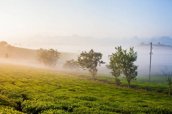 Mocchau highland, Vietnam: Moc Chau tea hill, Moc Chau village . Tea is a traditional drink in Asia