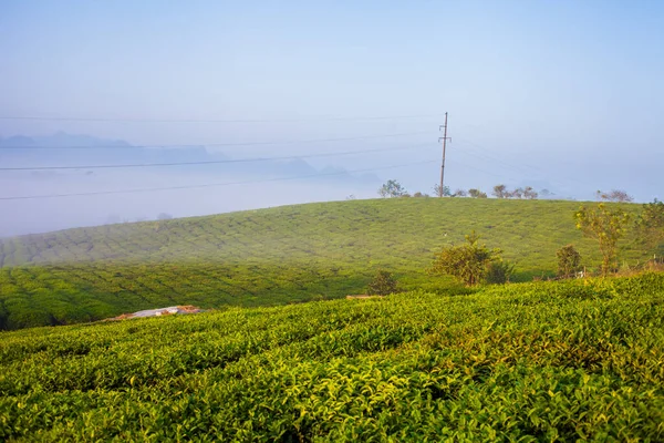 Mocchau dağları, Vietnam: Moc Chau çay tepesi, Moc Chau köyü. Çay Asya 'da geleneksel bir içecektir.