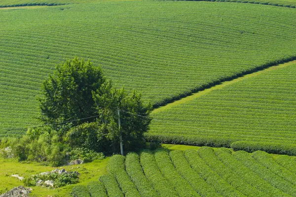 Moc Chau Highland 'da çay tepeleri, Vietnam' da Son La vilayeti