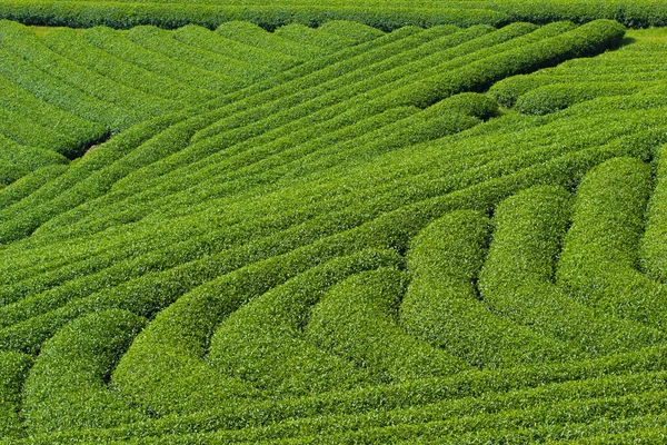 Moc Chau Highland 'da çay tepeleri, Vietnam' da Son La vilayeti