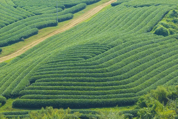 Moc Chau Highland 'da çay tepeleri, Vietnam' da Son La vilayeti