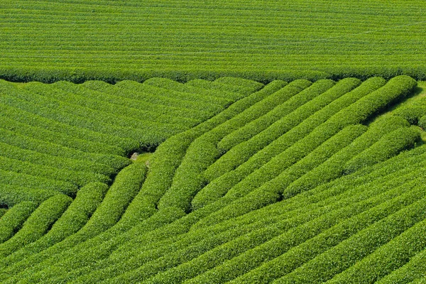 Moc Chau Highland 'da çay tepeleri, Vietnam' da Son La vilayeti