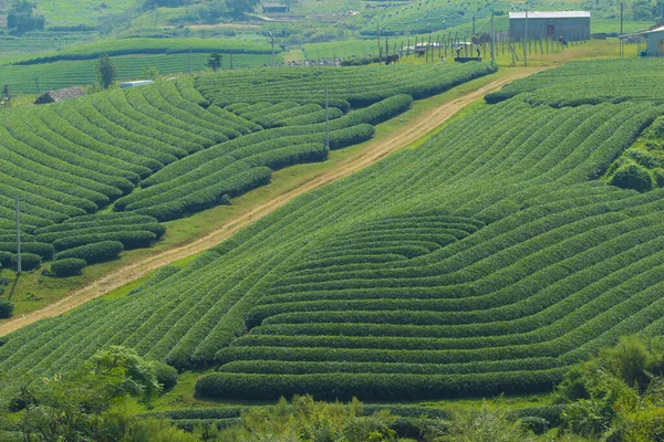 Moc Chau Highland 'da çay tepeleri, Vietnam' da Son La vilayeti