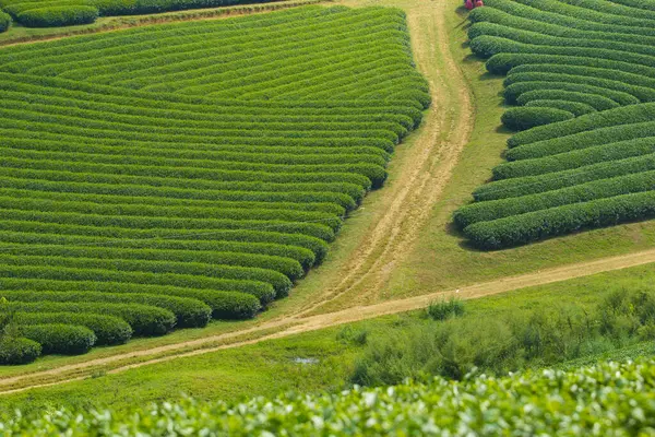 Moc Chau Highland 'da çay tepeleri, Vietnam' da Son La vilayeti