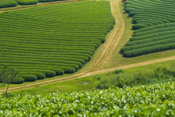Moc Chau Highland 'da çay tepeleri, Vietnam' da Son La vilayeti