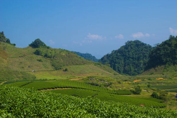 Tea Hills Moc Chau Highland Son Province Vietnam — Stock Photo, Image