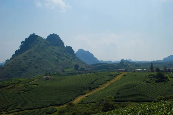 Moc Chau Highland 'da çay tepeleri, Vietnam' da Son La vilayeti