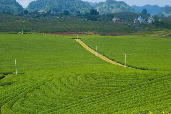 Čajové Kopce Moc Chau Highland Son Provincie Vietnamu — Stock fotografie