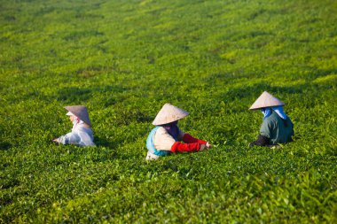 Mocchau Highland, Vietnam: Çiftçiler 25 Ekim 2015 