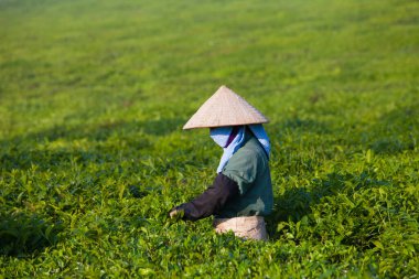 Mocchau Highland, Vietnam: Çiftçiler 25 Ekim 2015 
