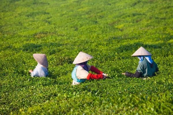 Mocchau Highland, Vietnam: Çiftçiler 25 Ekim 2015 