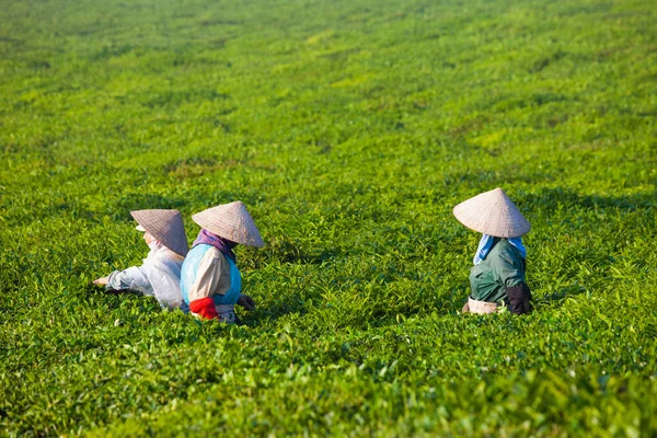 Mocchau Höglandet Vietnam Jordbrukare Som Färgar Teblad Ett Fält Grönt — Stockfoto
