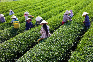 Mocchau Highland, Vietnam: Çiftçiler 25 Ekim 2015 