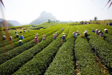 Mocchau Highland, Vietnam: Çiftçiler 25 Ekim 2015 