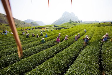 Mocchau Highland, Vietnam: Çiftçiler 25 Ekim 2015 