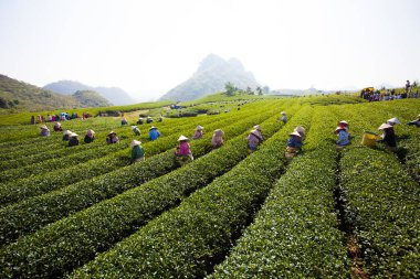 Mocchau Highland, Vietnam: Çiftçiler 25 Ekim 2015 