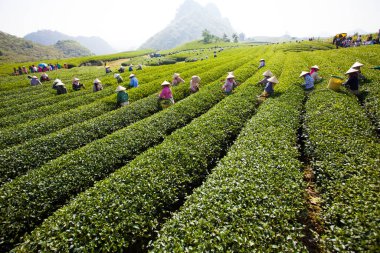 Mocchau Highland, Vietnam: Çiftçiler 25 Ekim 2015 