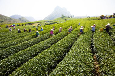 Mocchau Highland, Vietnam: Çiftçiler 25 Ekim 2015 