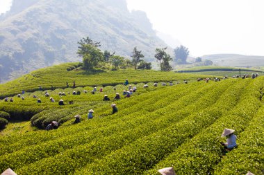 Mocchau Highland, Vietnam: Çiftçiler 25 Ekim 2015 