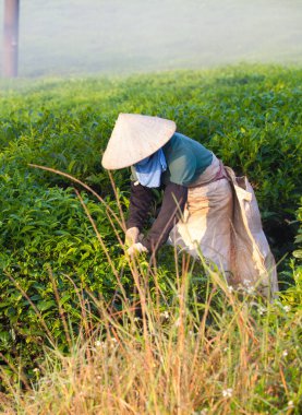 Mocchau Highland, Vietnam: Çiftçiler 25 Ekim 2015 