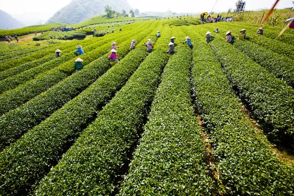 Mocchau Highland Vietnam Farmers Colectting Tea Leaves Field Green Tea — стоковое фото