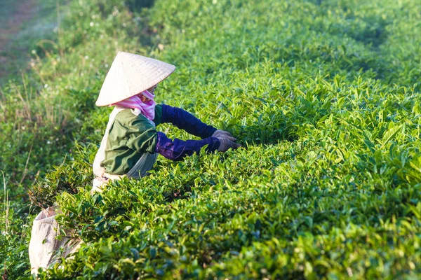 Mocchau Highland, Vietnam: Çiftçiler 25 Ekim 2015 