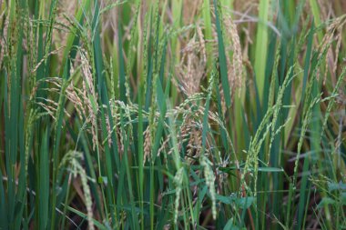 Vietnam 'da Sapa yakınlarında teraslı pirinç tarlası..