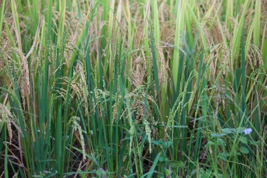 Vietnam 'da Sapa yakınlarında teraslı pirinç tarlası..