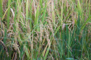 Vietnam 'da Sapa yakınlarında teraslı pirinç tarlası..