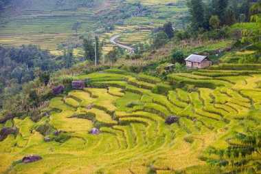 Vietnam 'da Sapa yakınlarında teraslı pirinç tarlası..