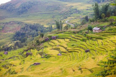 Vietnam 'da Sapa yakınlarında teraslı pirinç tarlası..