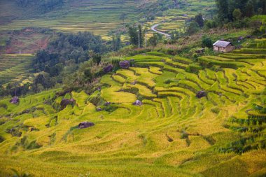 Vietnam 'da Sapa yakınlarında teraslı pirinç tarlası..