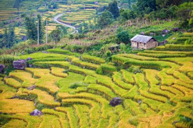 Vietnam 'da Sapa yakınlarında teraslı pirinç tarlası..