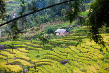 Vietnam 'da Sapa yakınlarında teraslı pirinç tarlası..