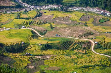Vietnam 'da Sapa yakınlarında teraslı pirinç tarlası..